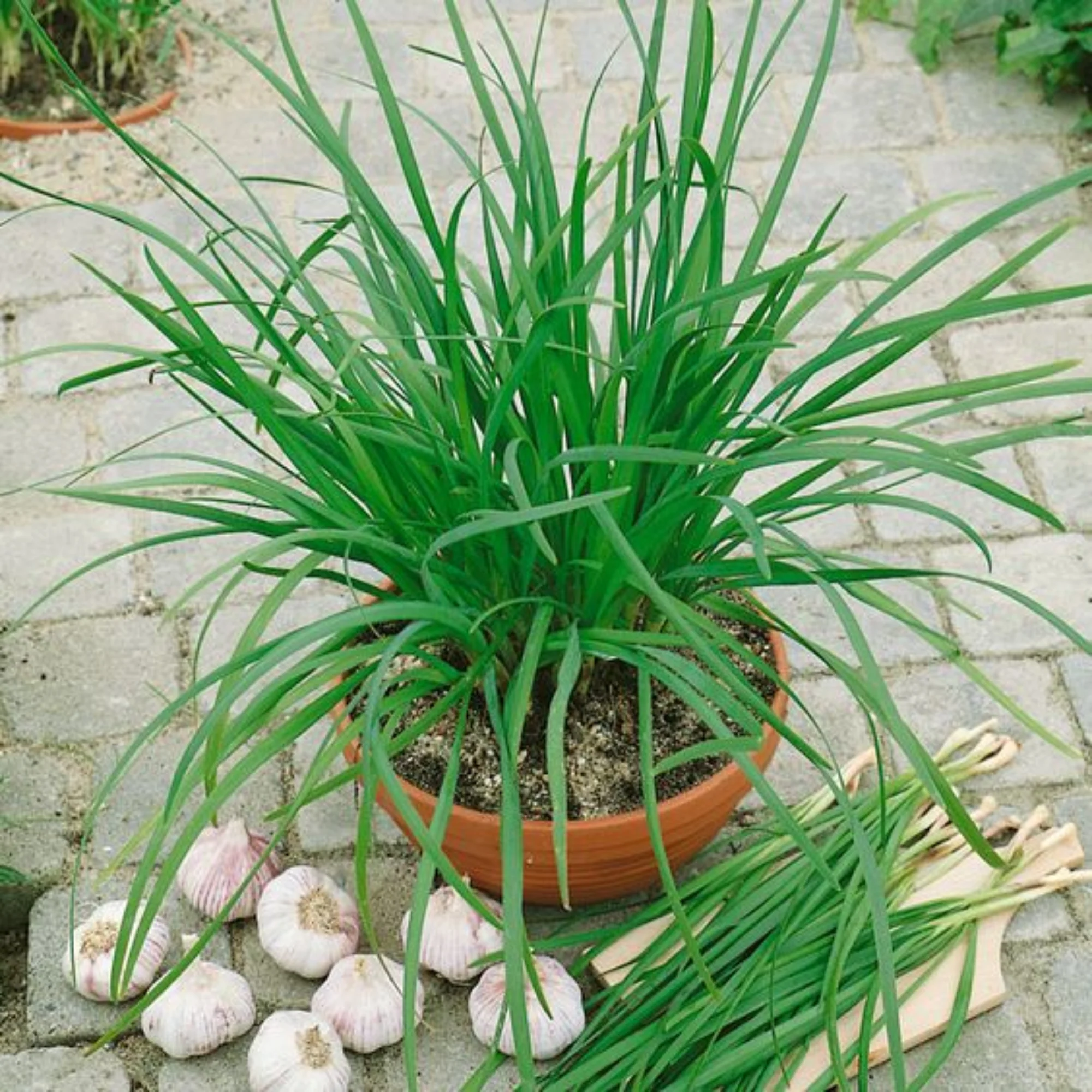 Garlic Chives Herbal live Plant - Image 4