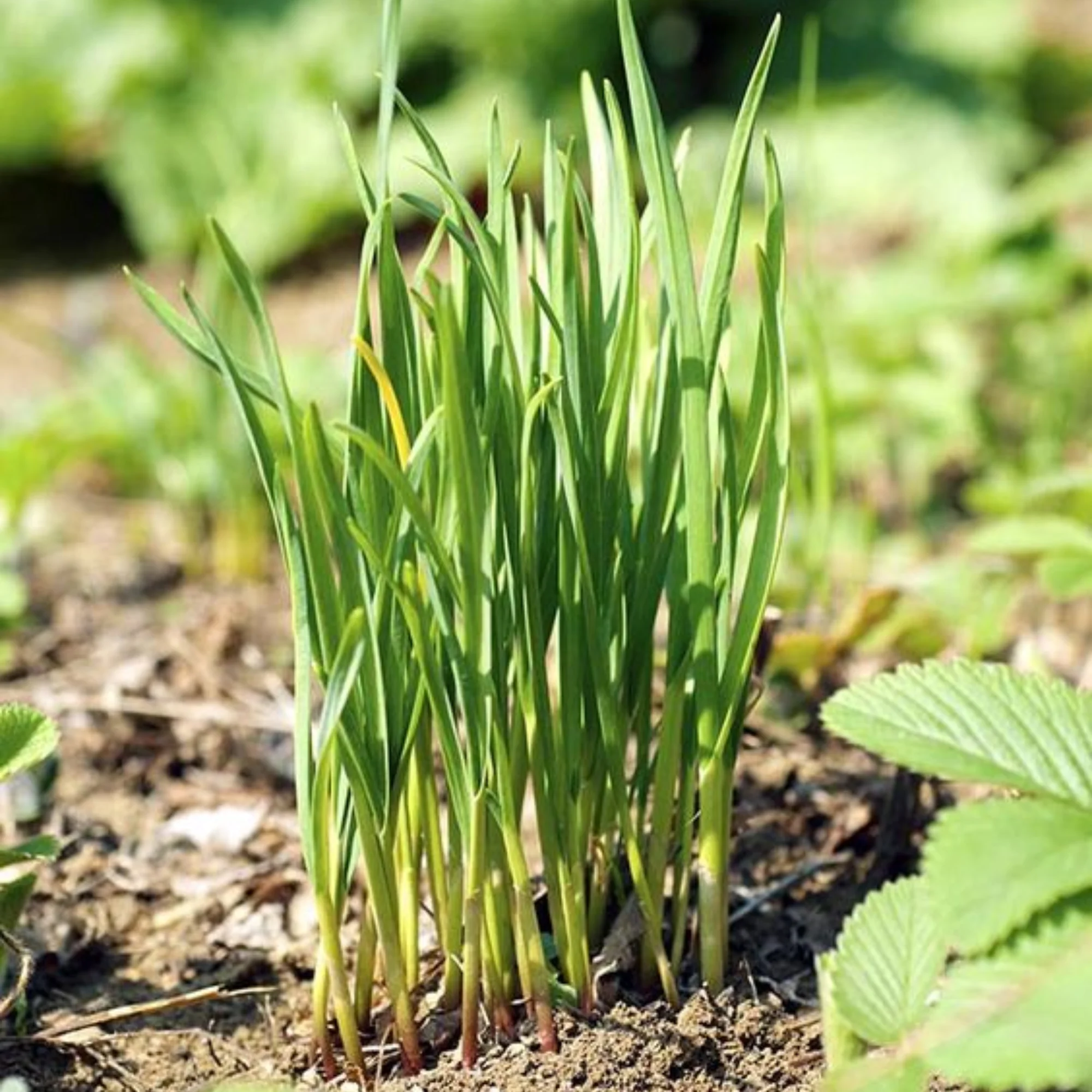Garlic Chives Herbal live Plant - Image 5