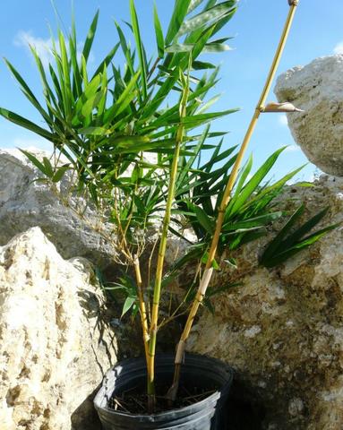 Golden Bamboo Plant Holy And Fengsui Golden Bamboo Live Plant With Pot - Image 3