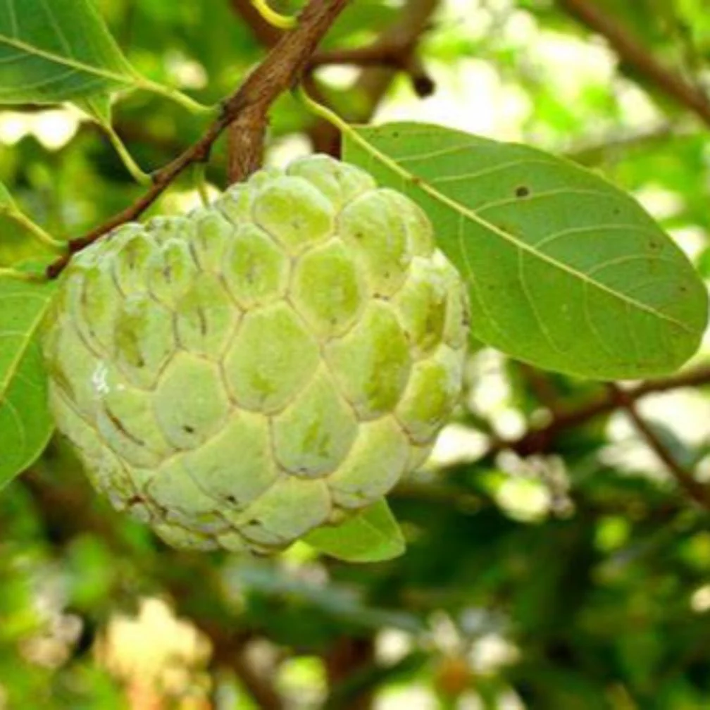 Golden Sitafal Live Plant - Image 2