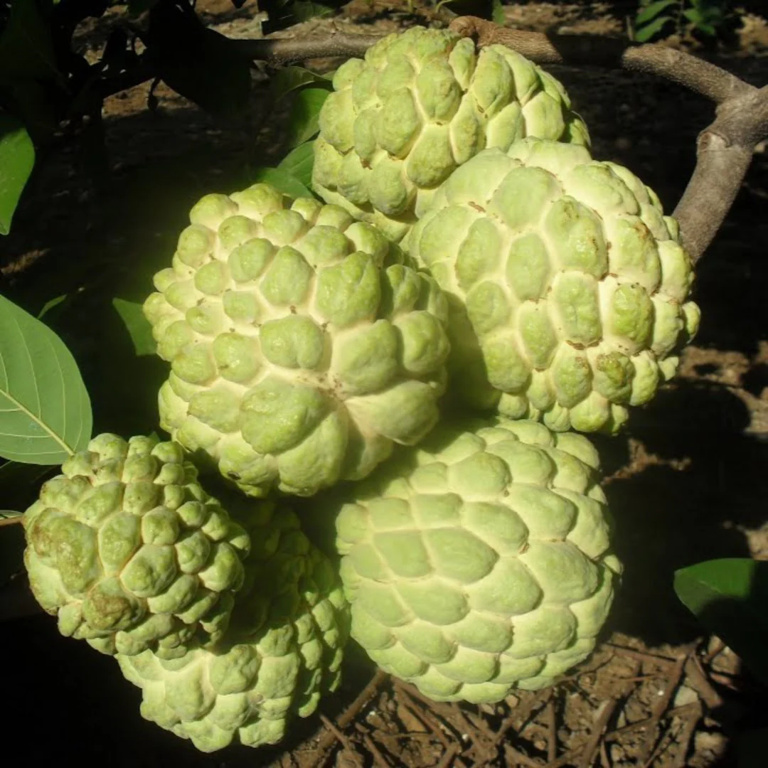 Golden Sitafal Live Plant - Image 3