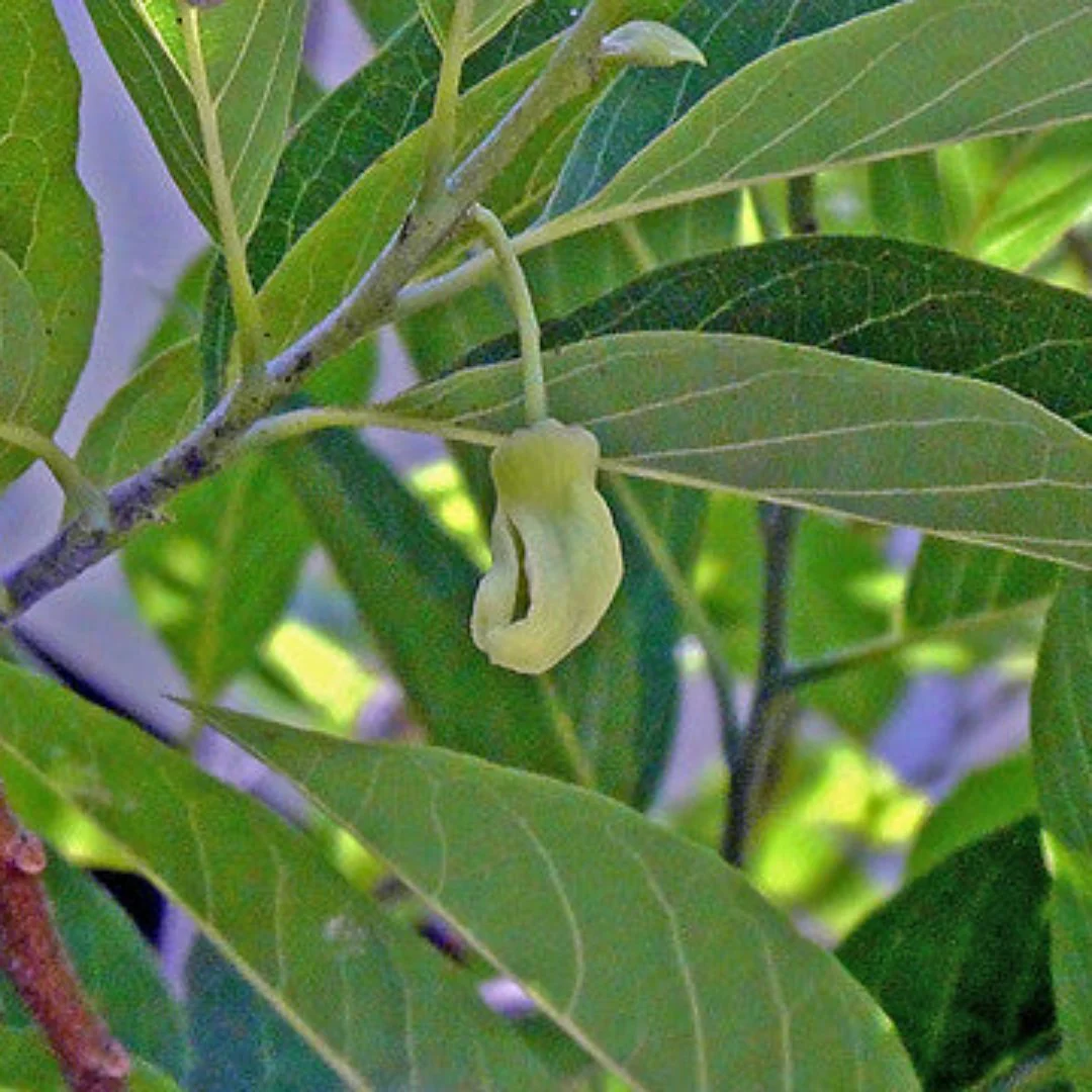 Golden Sitafal Live Plant - Image 4