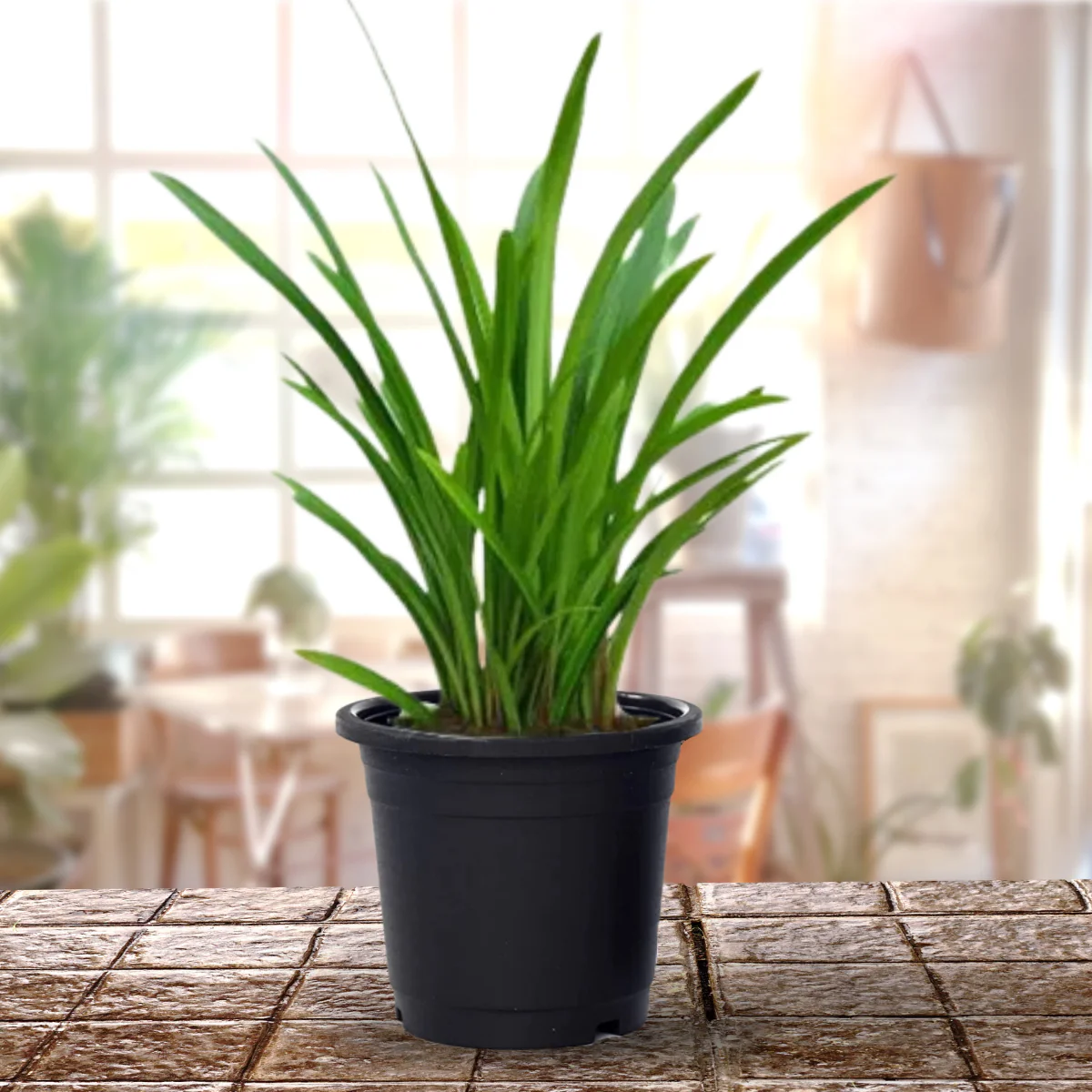 Good Luck Sudarashan Lily Plant, Beach Spider Lily Live Plant/Hymenocallis littoralis - Image 2