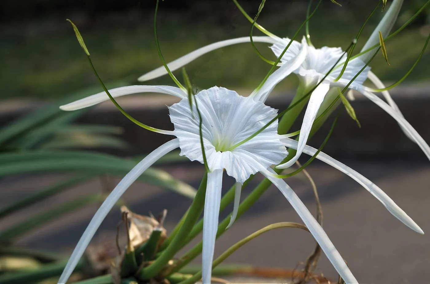 Good Luck Sudarashan Lily Plant, Beach Spider Lily Live Plant/Hymenocallis littoralis - Image 3