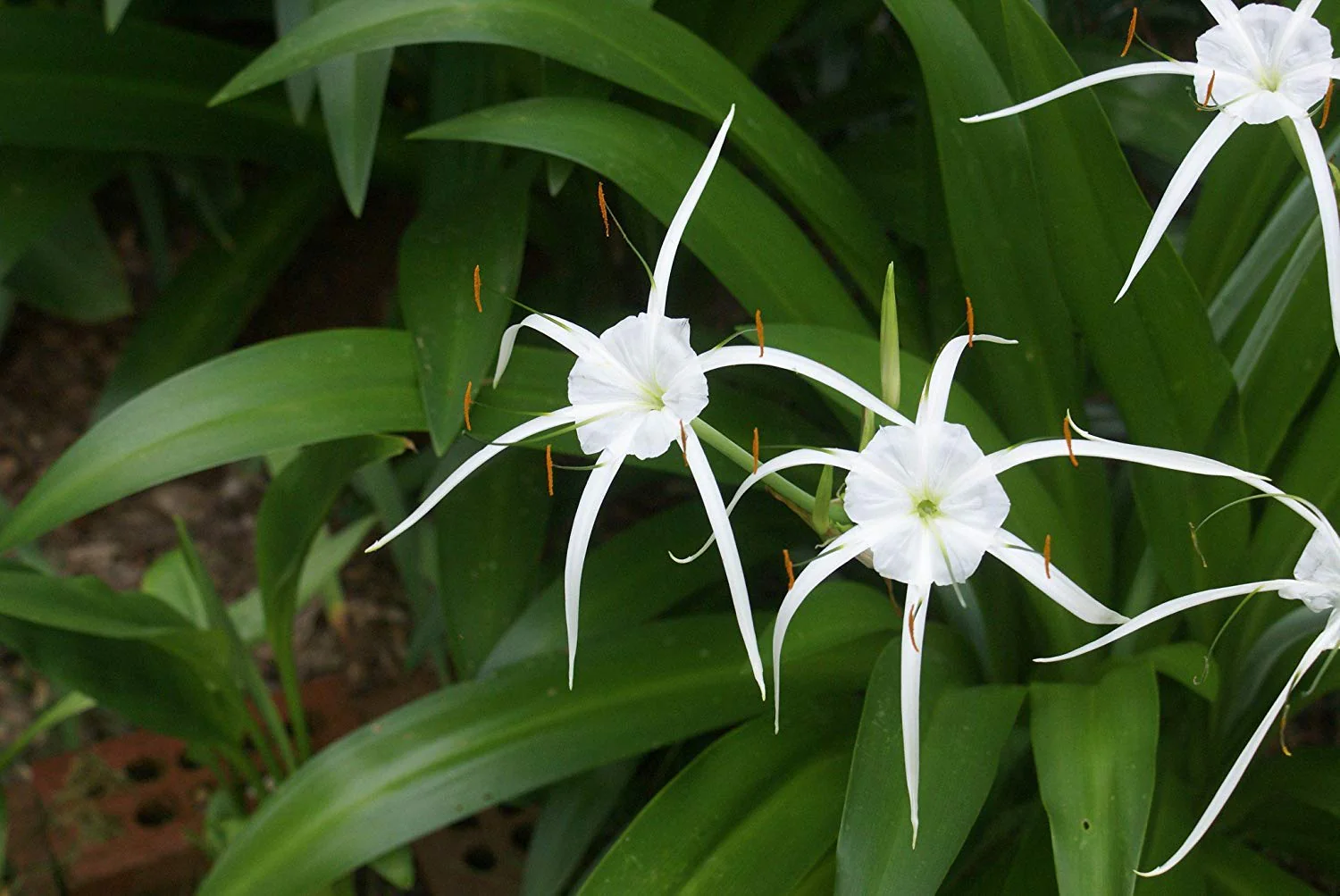 Good Luck Sudarashan Lily Plant, Beach Spider Lily Live Plant/Hymenocallis littoralis - Image 4