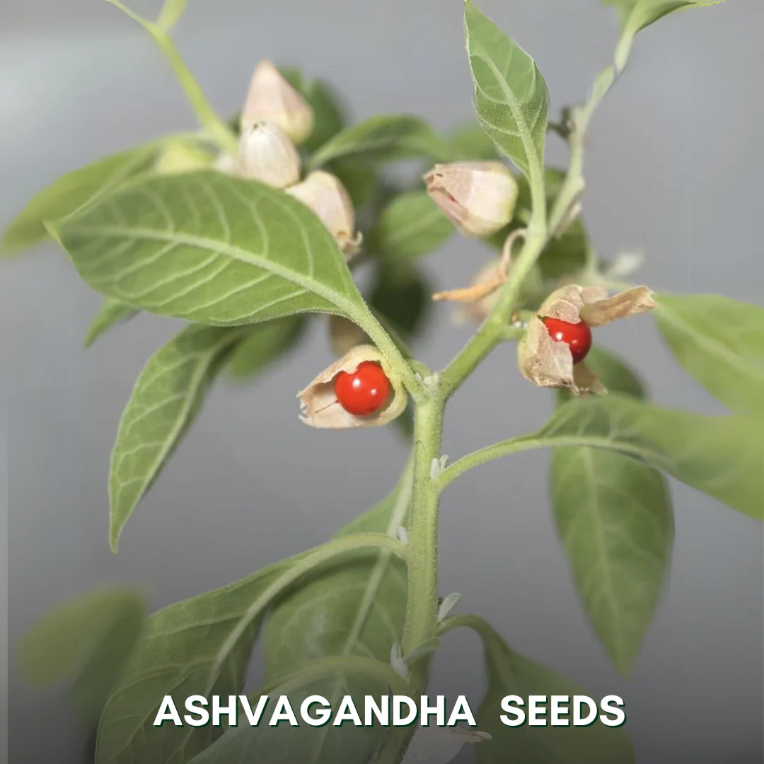 Green Paradise® Ashvagandha (Herbs) Seeds Pack - Image 3