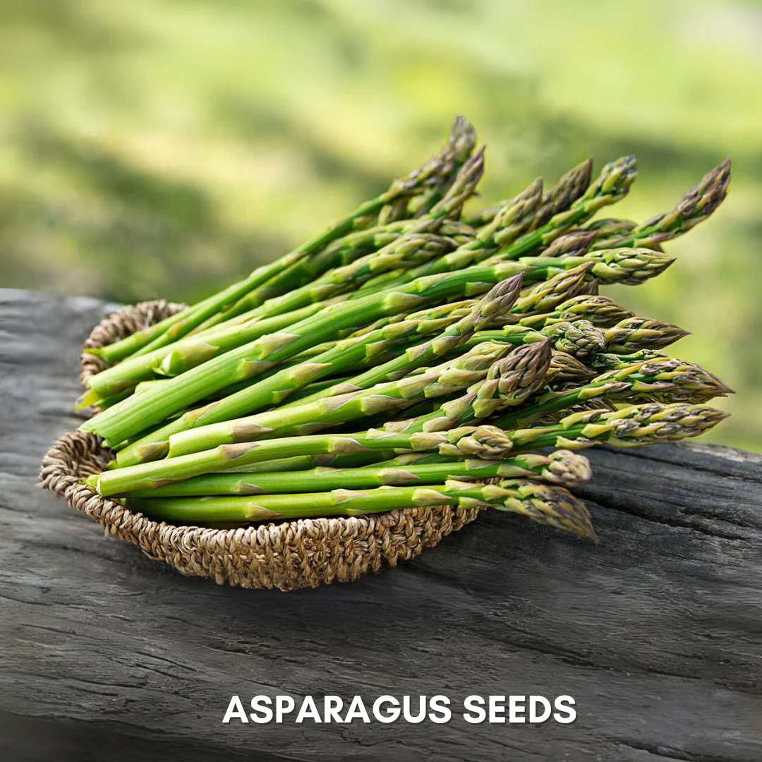 Green Paradise® Asparagus IMP Seeds Pack - Image 3