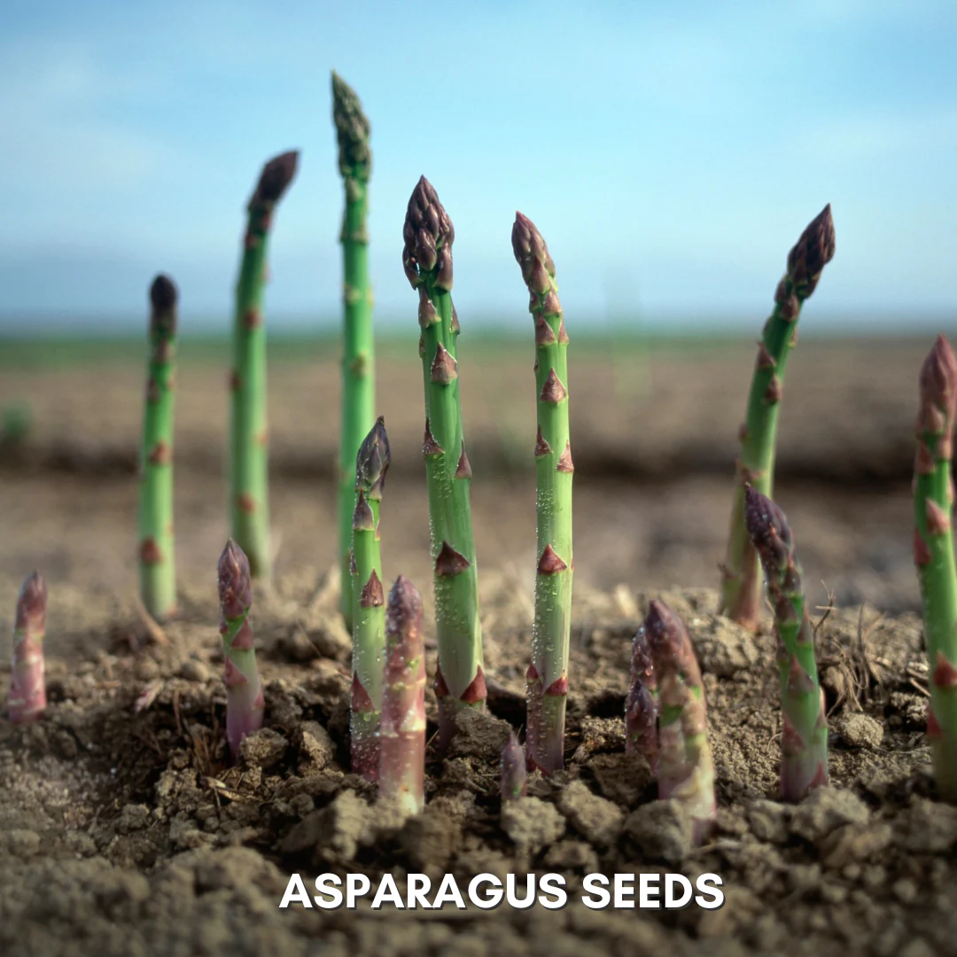 Green Paradise® Asparagus IMP Seeds Pack - Image 4