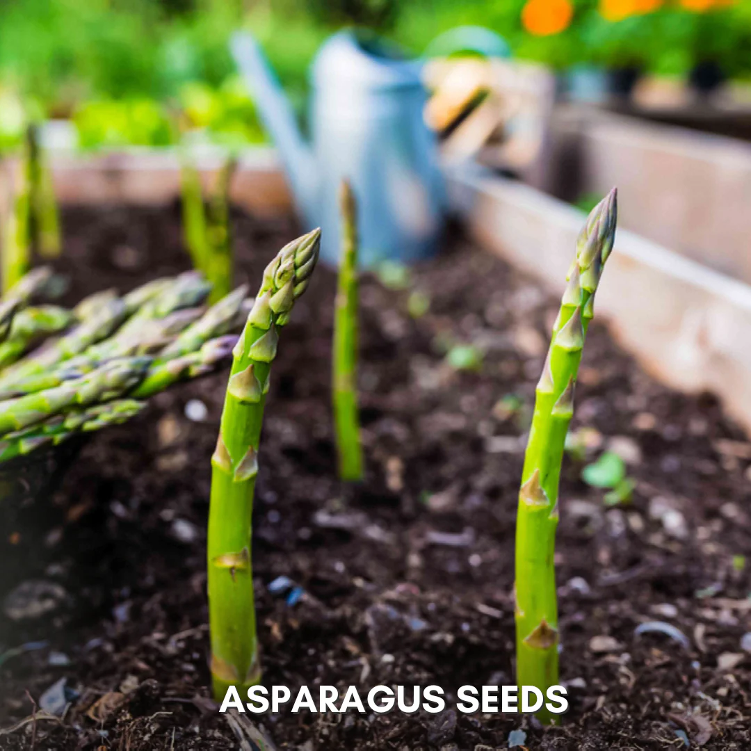 Green Paradise® Asparagus IMP Seeds Pack - Image 5