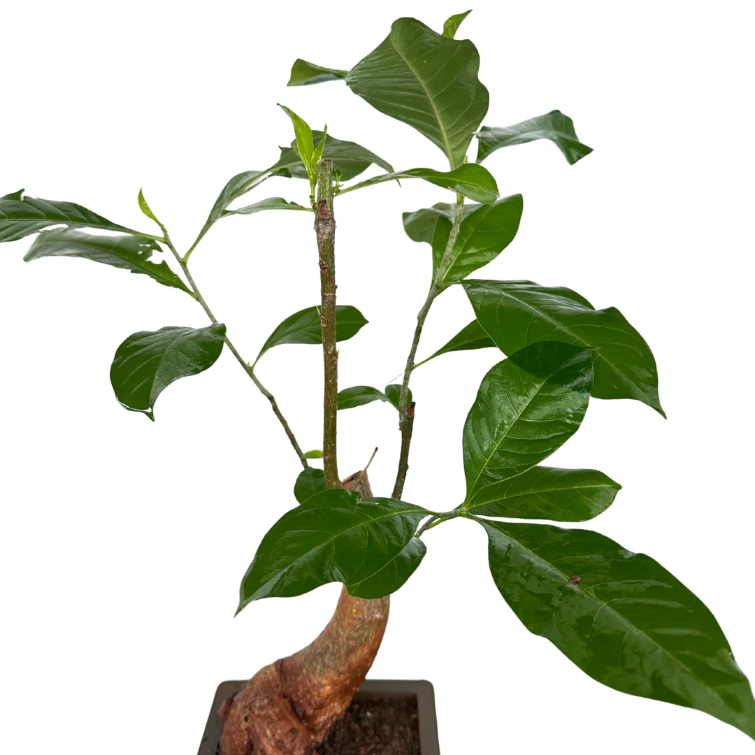 Green Paradise® Baobab Bonsai Live Plant – Unique Curved Trunk, Thick Stem, Indoor Outdoor Plant in Pot - Image 3
