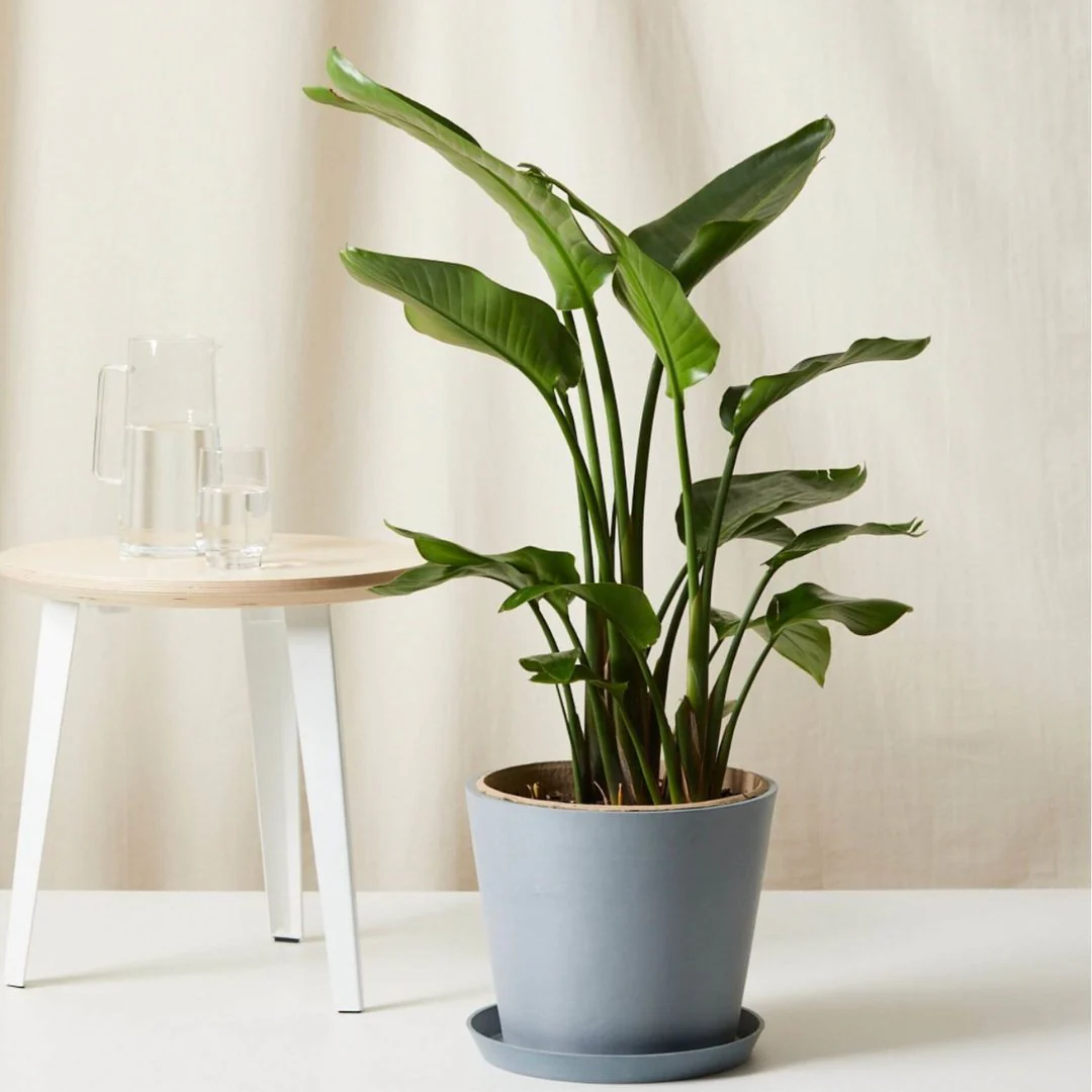 Green Paradise® Bird of Paradise Plant – Tropical Indoor Beauty for Home & Office