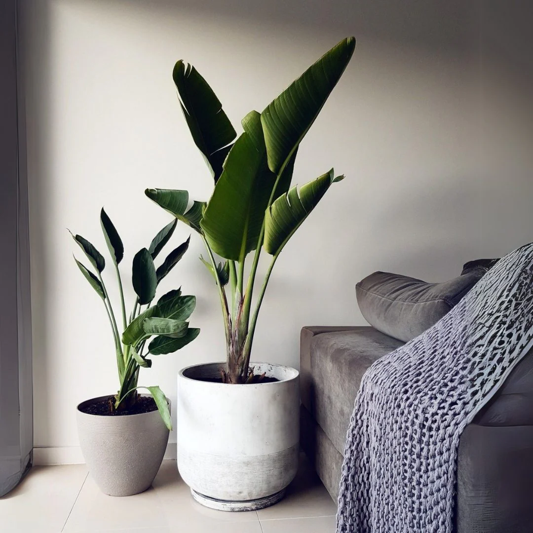 Green Paradise® Bird of Paradise Plant – Tropical Indoor Beauty for Home & Office - Image 2
