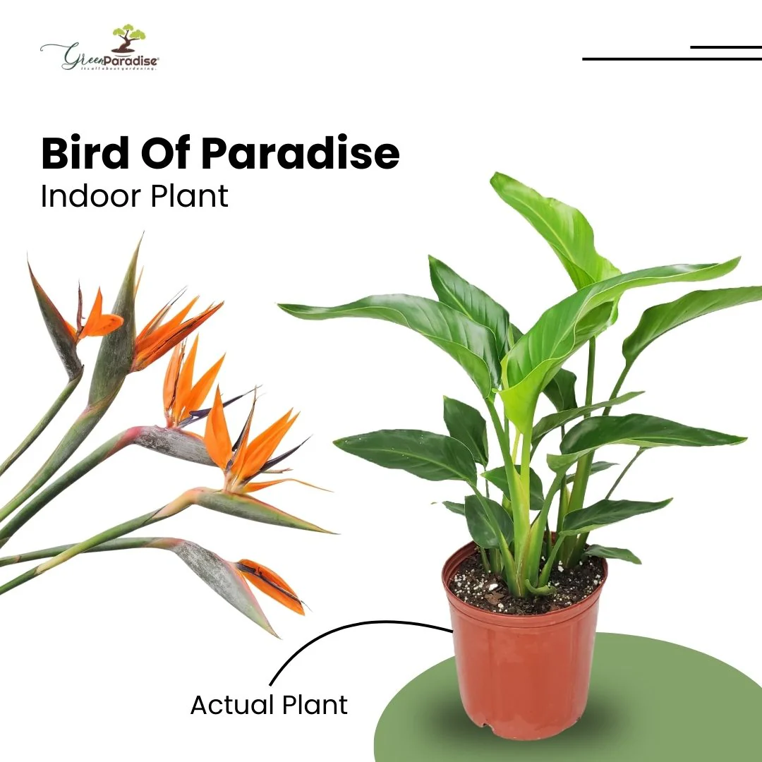Green Paradise® Bird of Paradise Plant – Tropical Indoor Beauty for Home & Office - Image 3