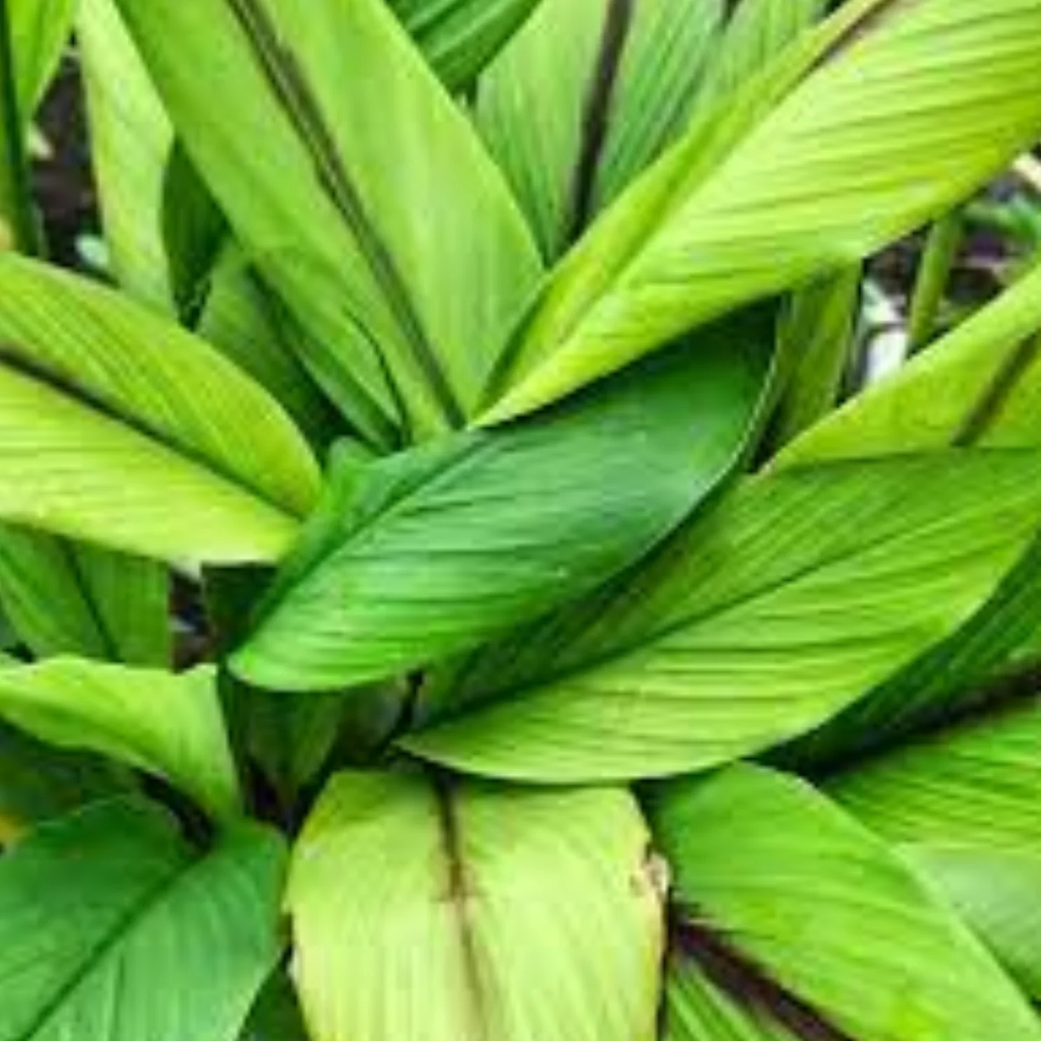 Green Paradise® Black Turmeric Live Plant (Curcuma Caesia) – Rare Medicinal Herb - Image 2