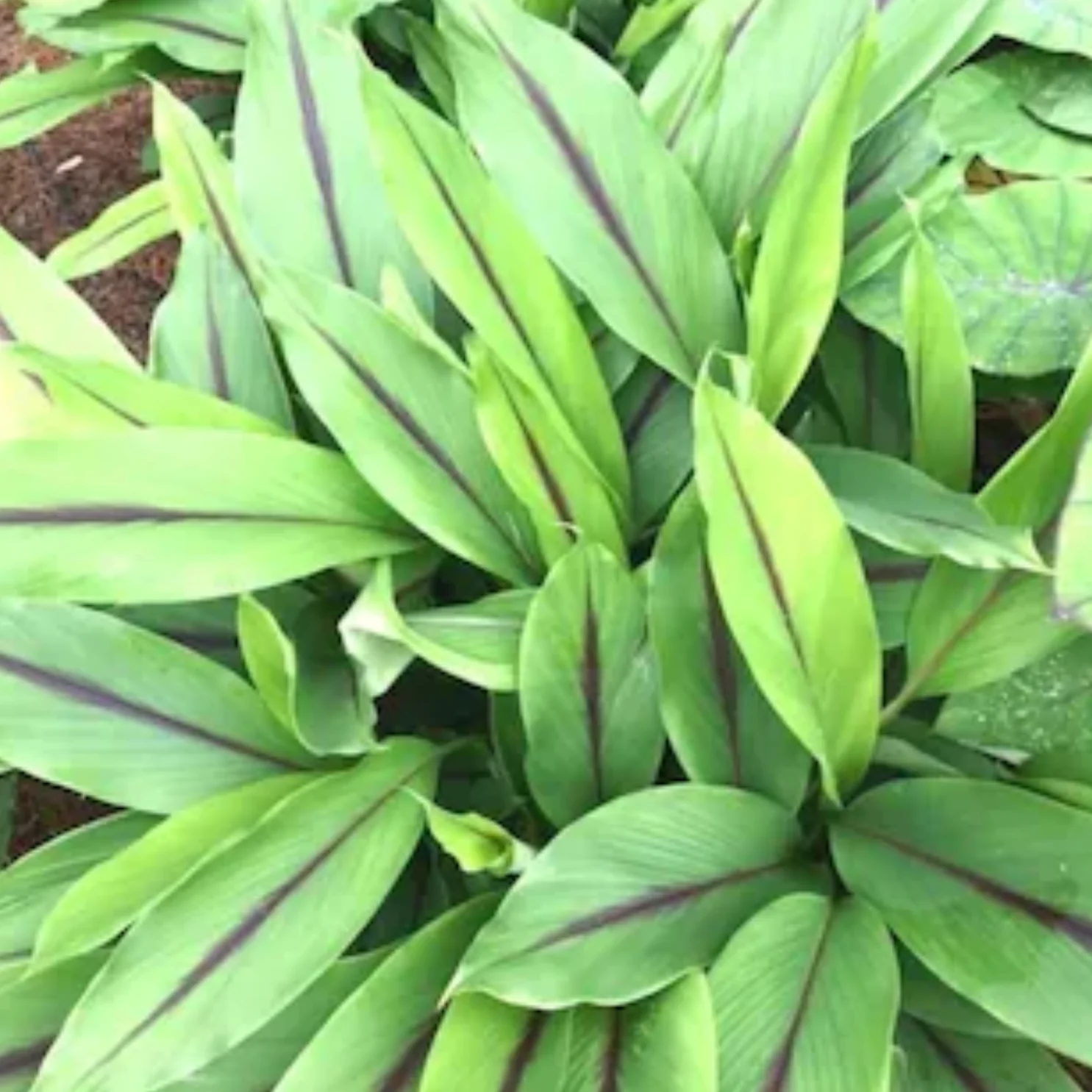 Green Paradise® Black Turmeric Live Plant (Curcuma Caesia) – Rare Medicinal Herb - Image 3