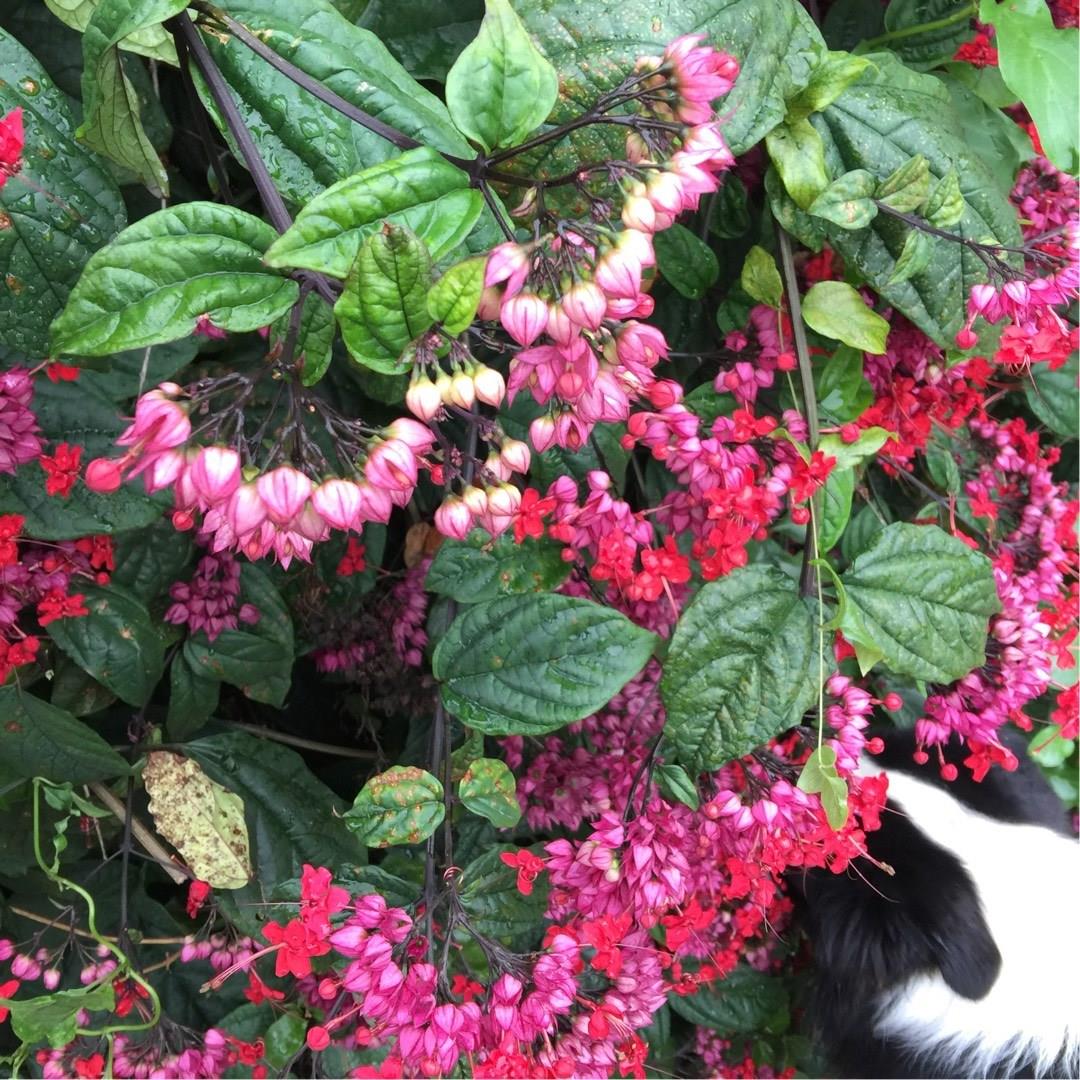 Green Paradise® Bleeding Heart Plant Clerodandrum Thomsoniae Live Plant New Rare Total Red Flowers (1 Piece With Polybag) - Image 2
