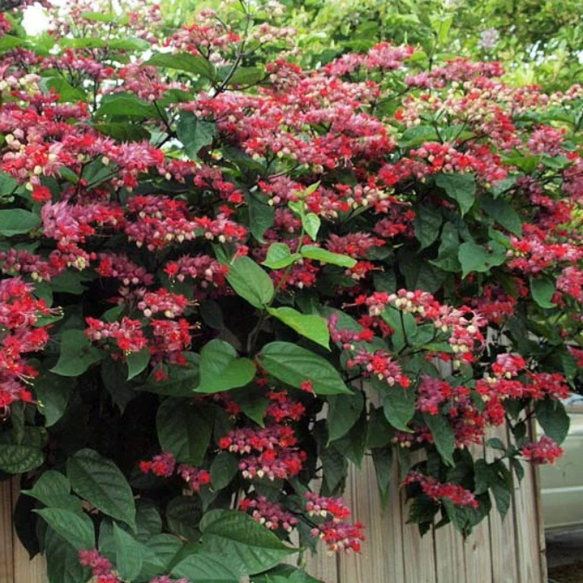 Green Paradise® Bleeding Heart Plant Clerodandrum Thomsoniae Live Plant New Rare Total Red Flowers (1 Piece With Polybag) - Image 3