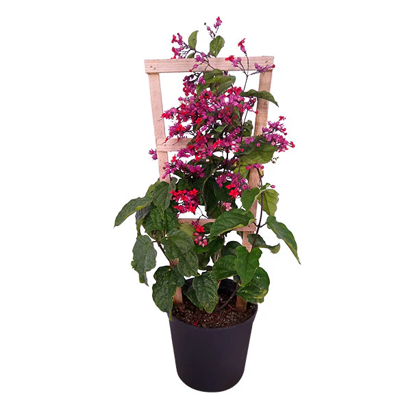 Green Paradise® Bleeding Heart Plant Clerodandrum Thomsoniae Live Plant New Rare Total Red Flowers (1 Piece With Polybag) - Image 5