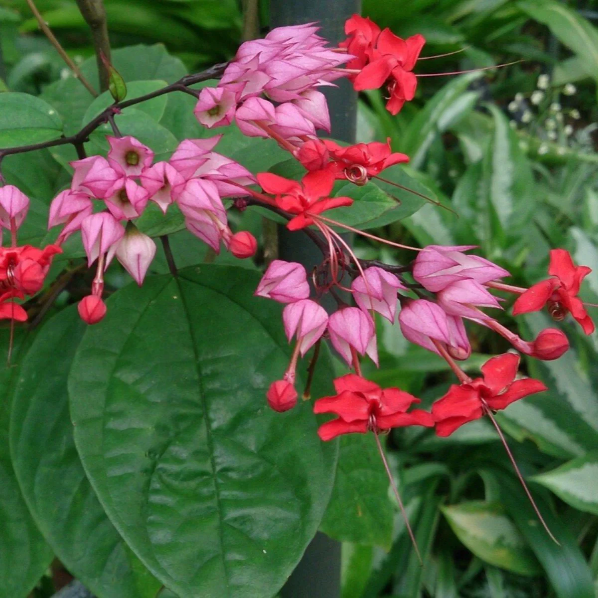 Green Paradise® Bleeding Heart Plant Clerodandrum Thomsoniae Live Plant New Rare Total Red Flowers (1 Piece With Polybag) - Image 6