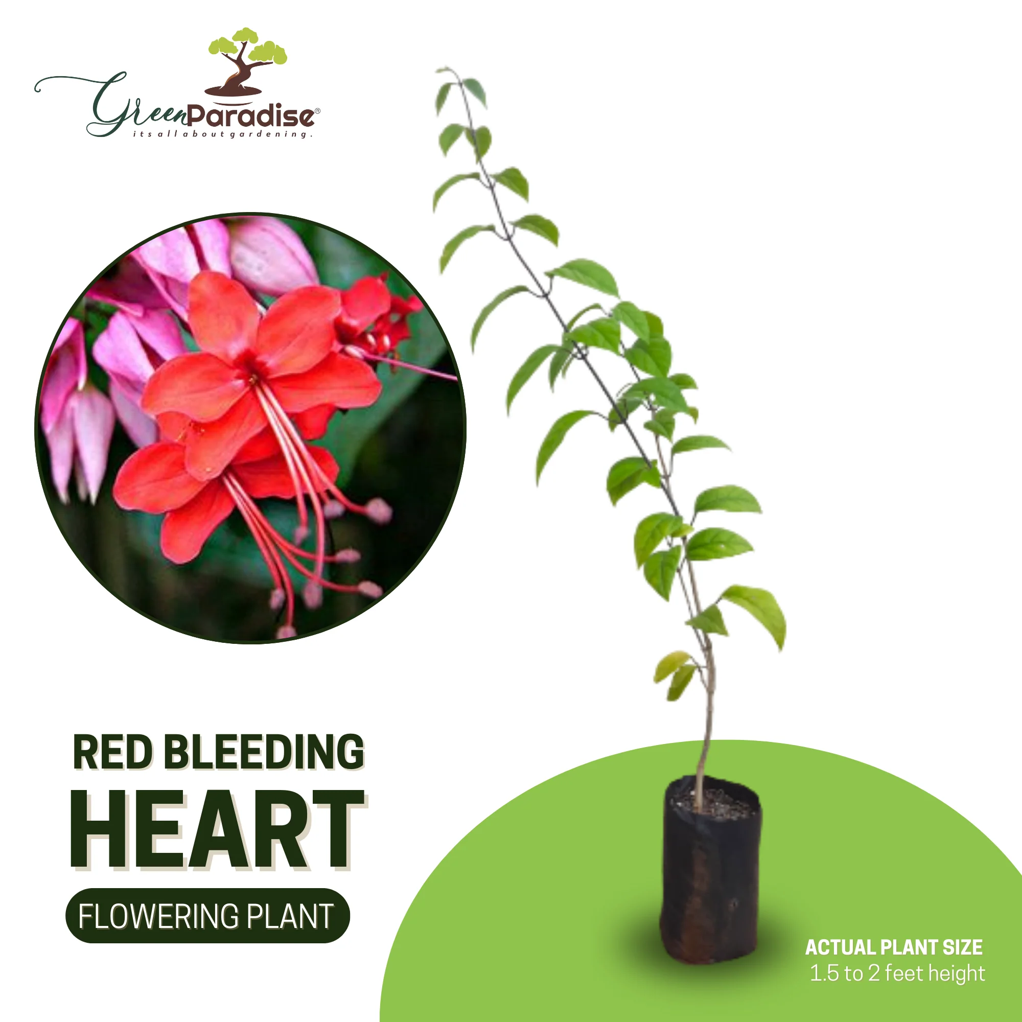 Green Paradise® Bleeding Heart Plant Clerodandrum Thomsoniae Live Plant New Rare Total Red Flowers (1 Piece With Polybag) - Image 7