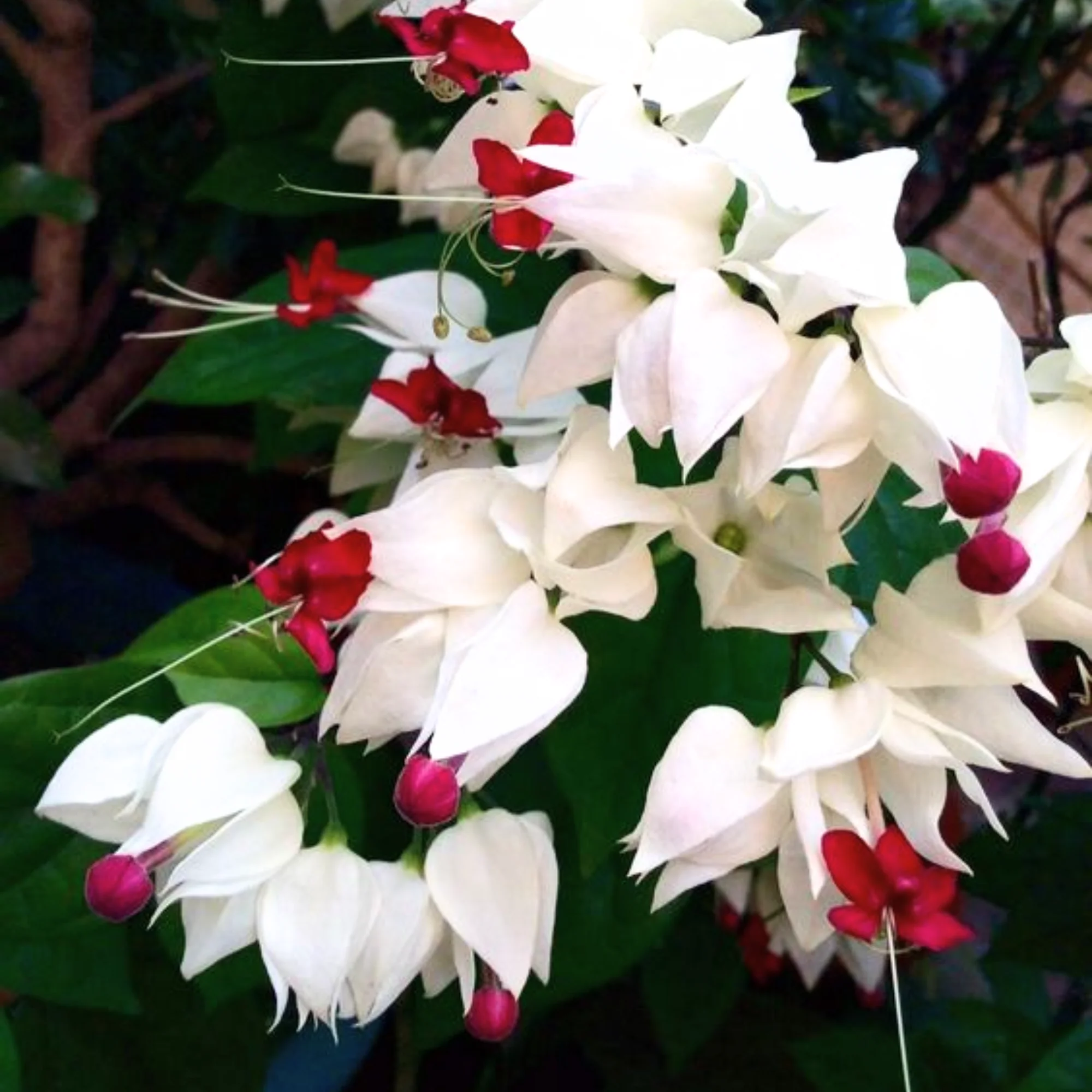 Green Paradise® Bleeding Heart Plant Clerodandrum Thomsoniae Live Plant White-Red Flowers (1 Piece) - Image 3