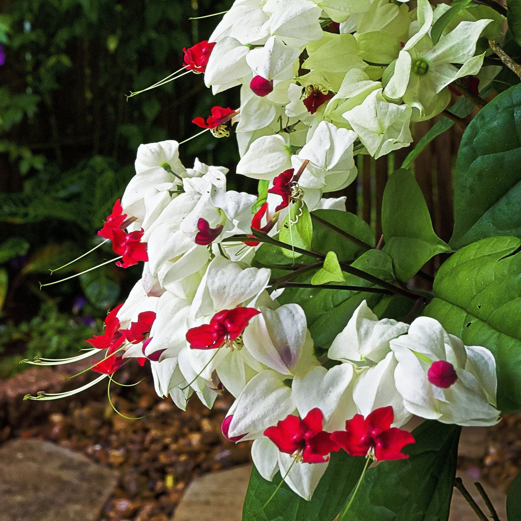 Green Paradise® Bleeding Heart Plant Clerodandrum Thomsoniae Live Plant White-Red Flowers (1 Piece) - Image 4