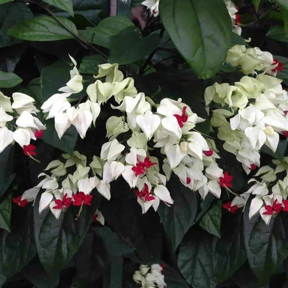 Green Paradise® Bleeding Heart Plant Clerodandrum Thomsoniae Live Plant White-Red Flowers (1 Piece) - Image 5
