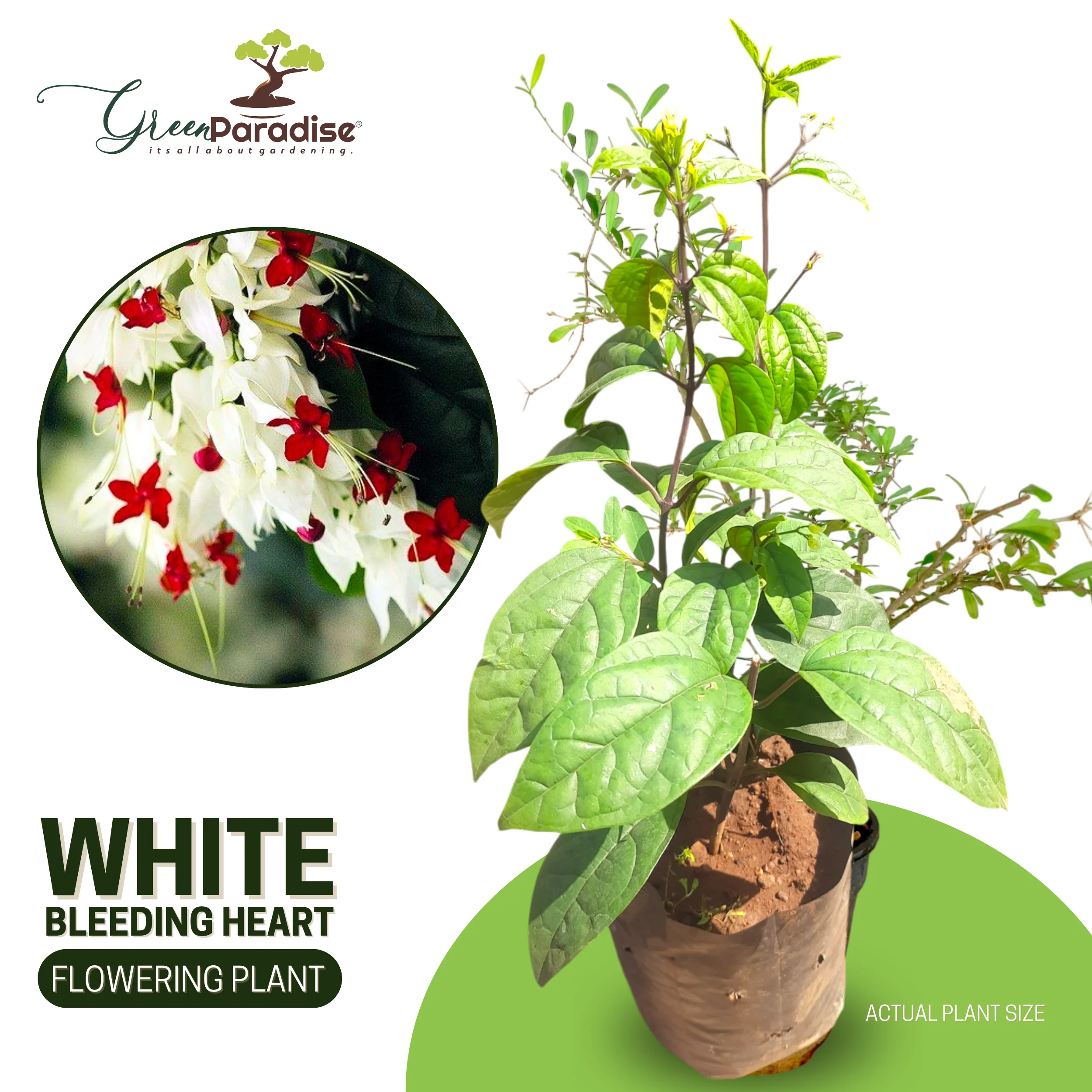 Green Paradise® Bleeding Heart Plant Clerodandrum Thomsoniae Live Plant White-Red Flowers (1 Piece) - Image 6