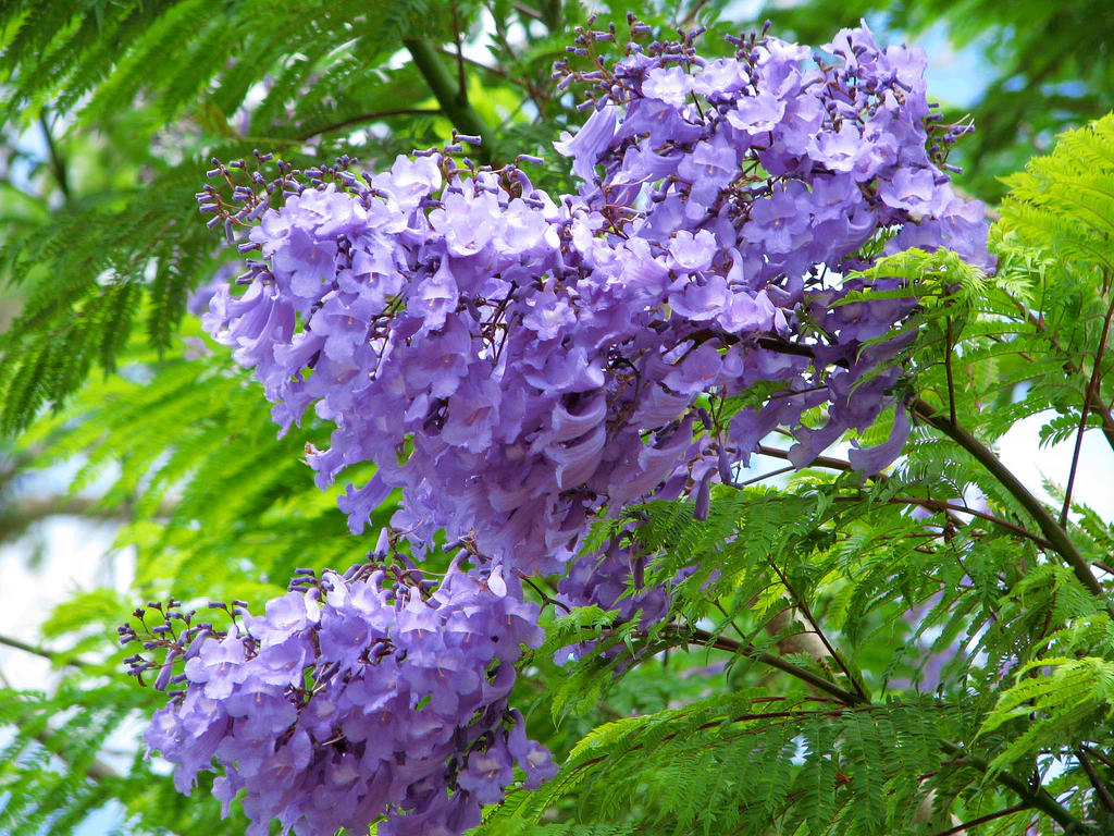 GREEN PARADISE® blue jacaranda tree F1 Quality seeds Pack Jacaranda mimosifolia Blue Shower Tree seeds Ornamental flowering tree seeds with free growing media (pack of 50 seeds) - Image 3