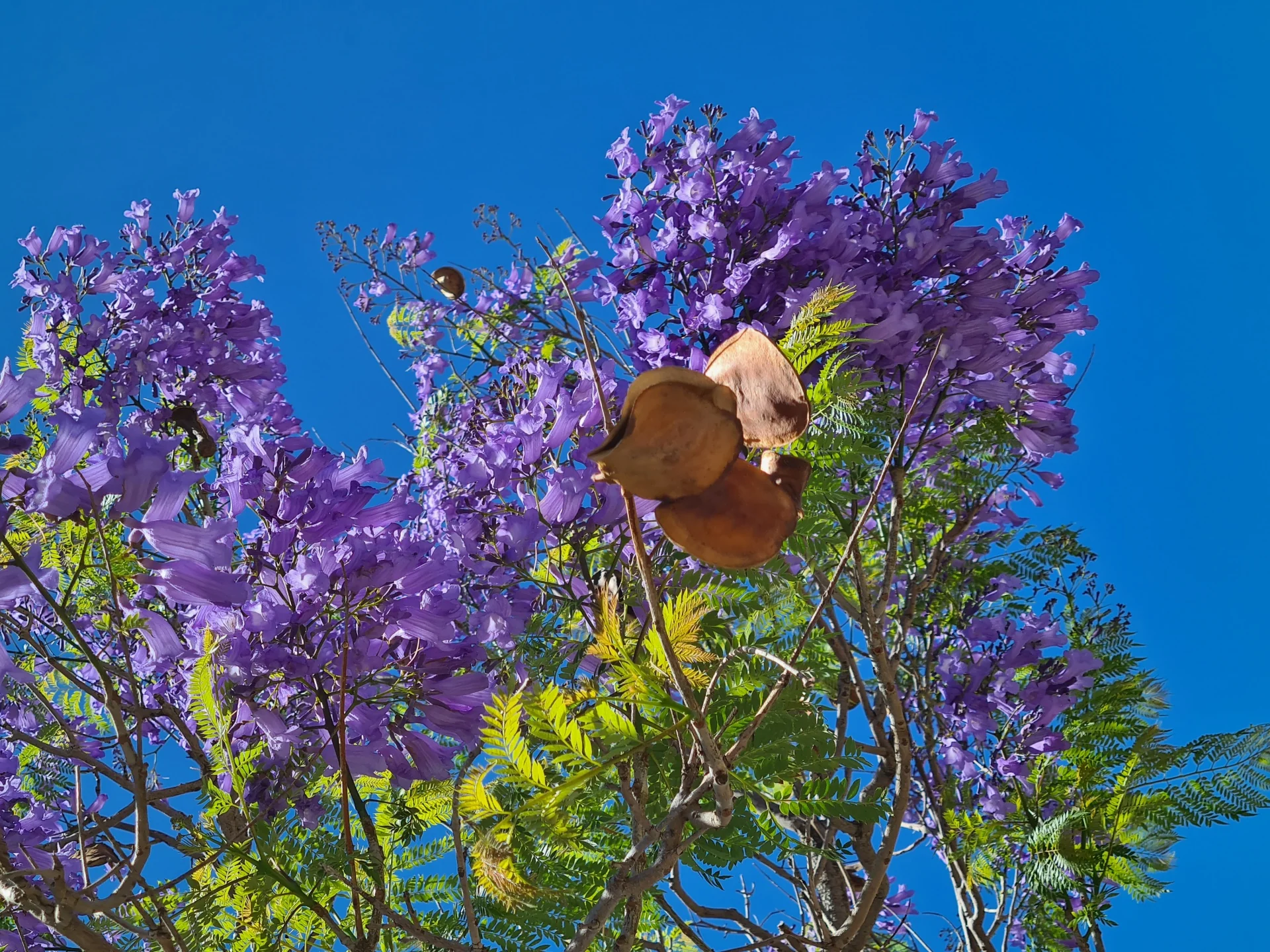GREEN PARADISE® blue jacaranda tree F1 Quality seeds Pack Jacaranda mimosifolia Blue Shower Tree seeds Ornamental flowering tree seeds with free growing media (pack of 50 seeds) - Image 4