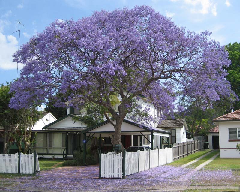 GREEN PARADISE® blue jacaranda tree F1 Quality seeds Pack Jacaranda mimosifolia Blue Shower Tree seeds Ornamental flowering tree seeds with free growing media (pack of 50 seeds) - Image 7