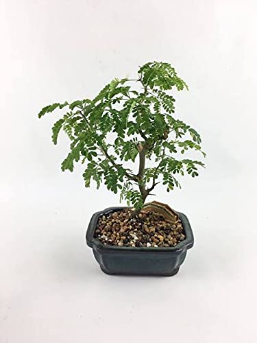Green Paradise® Brazilian Raintree Bonsai Live Plant With Plastic Bonsai Pot - Image 2