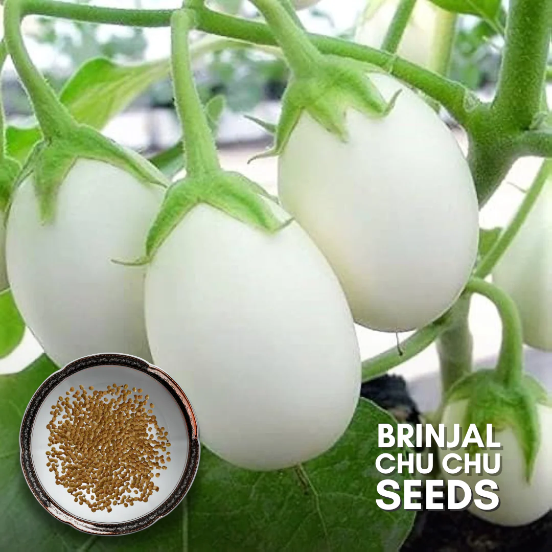 Green Paradise® Brinjal Chu Chu F1 Hybrid Seeds Pack