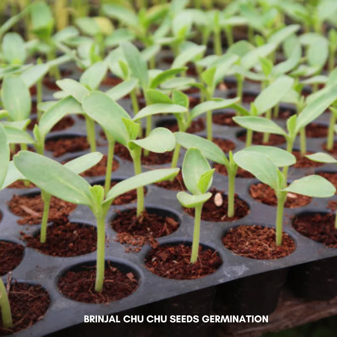 Green Paradise® Brinjal Chu Chu F1 Hybrid Seeds Pack - Image 3