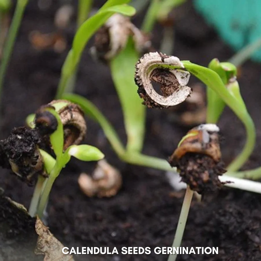 Green Paradise® Calendula Mix (Improved) Seeds Pack - Image 3
