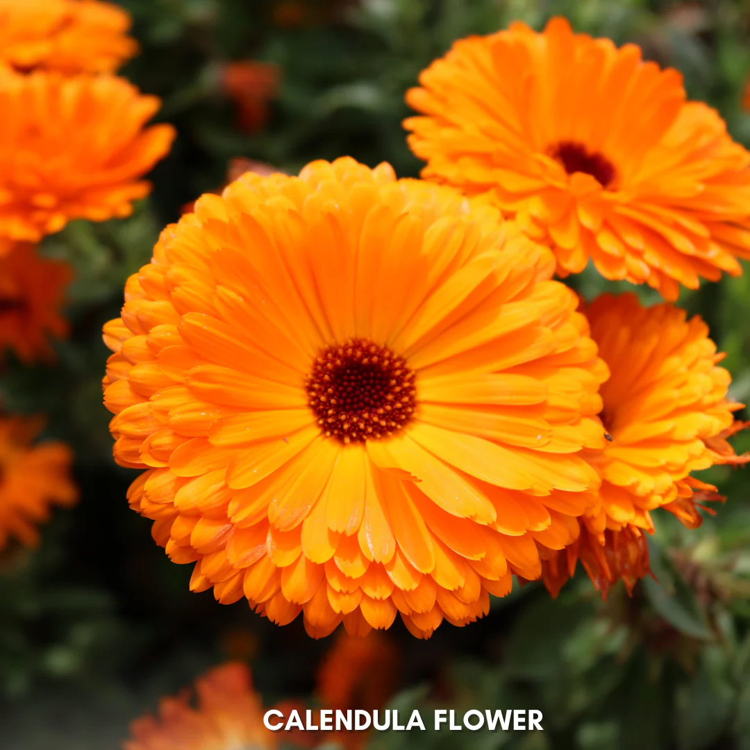 Green Paradise® Calendula Mix (Improved) Seeds Pack - Image 4