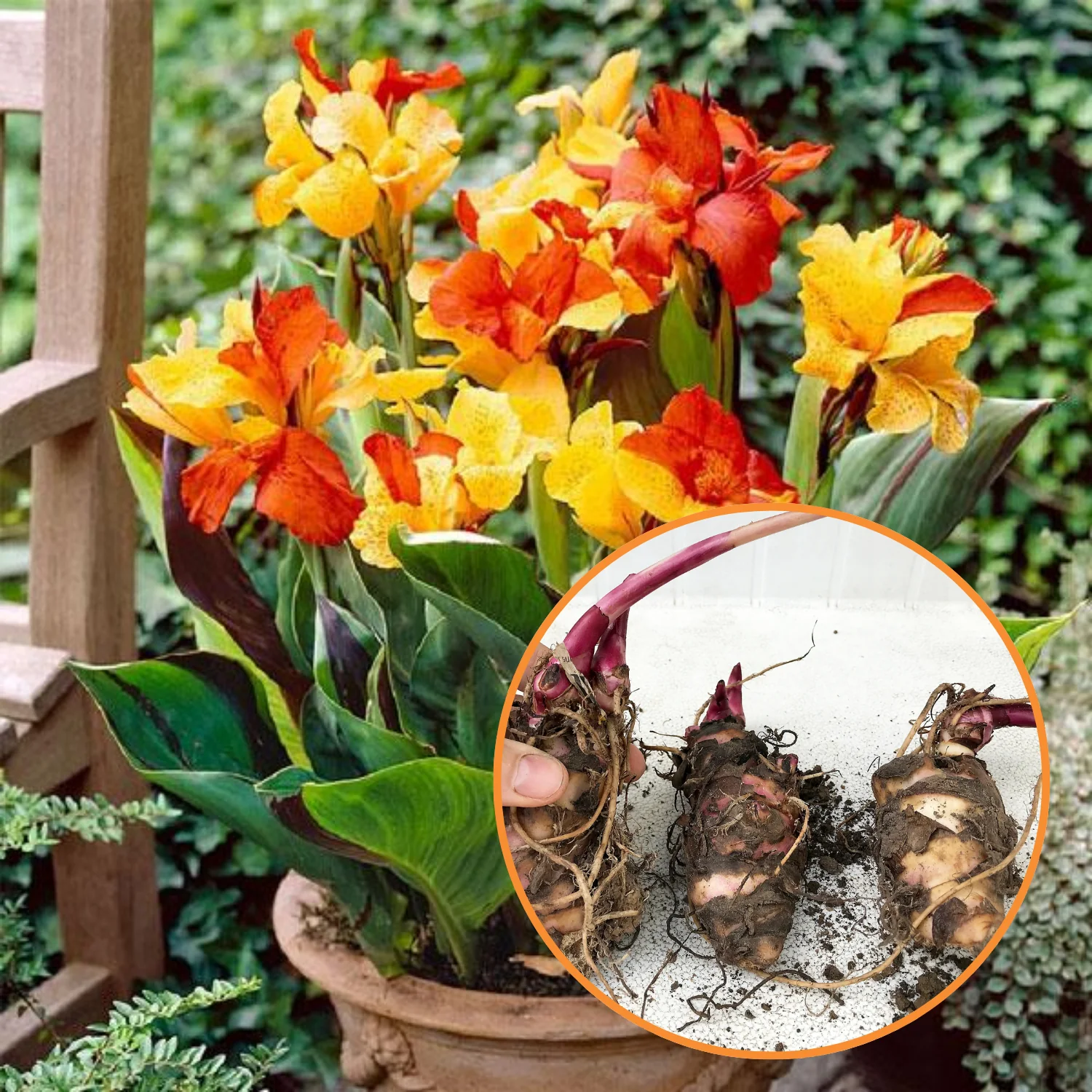 Green Paradise® Canna Lily Flowering Plant Bulbs (Pack Of 3)