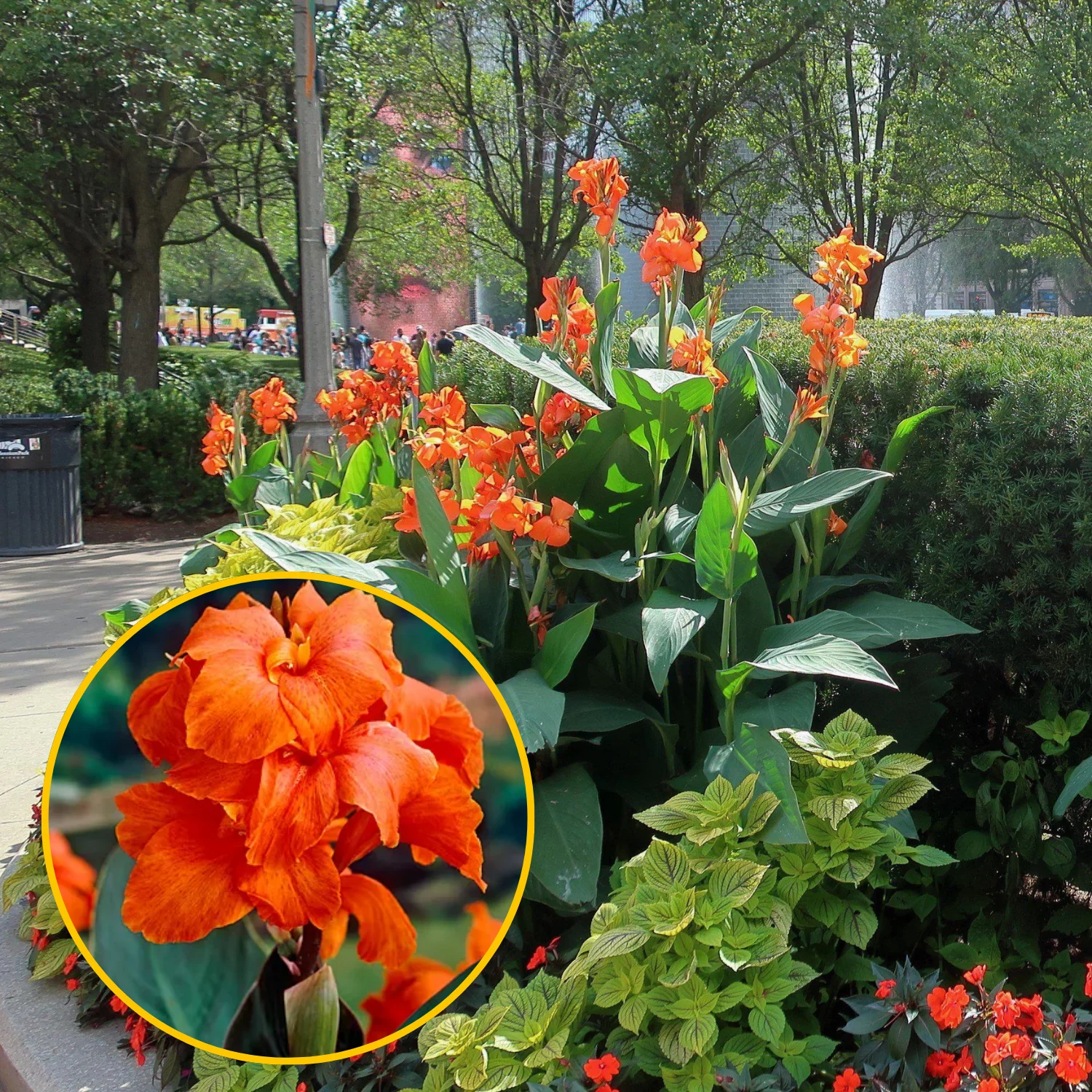 Green Paradise® Canna Lily Flowering Plant Bulbs (Pack Of 3) - Image 4
