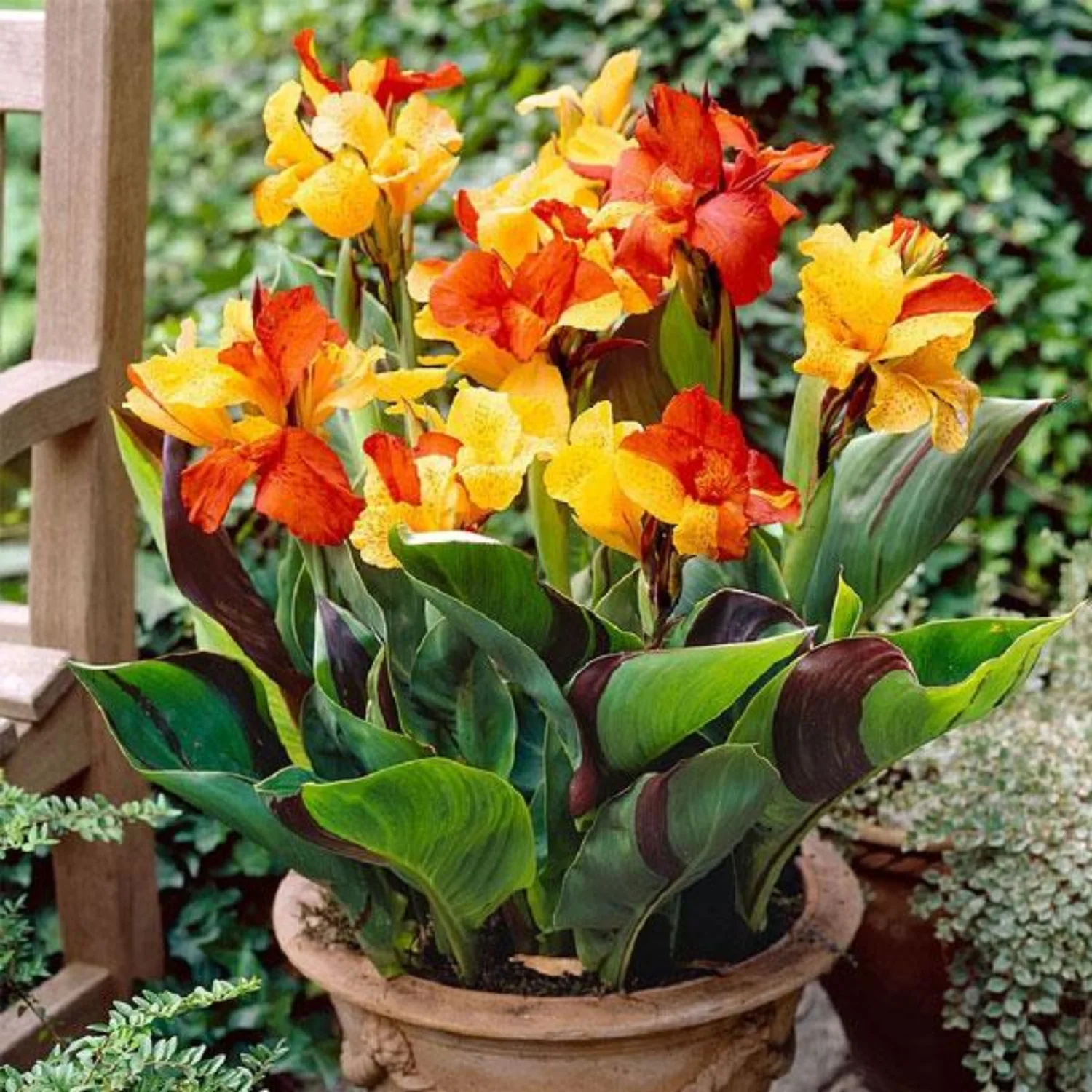 Green Paradise® Canna Lily (Orang Flowering) Healthy Live Plant - Image 2