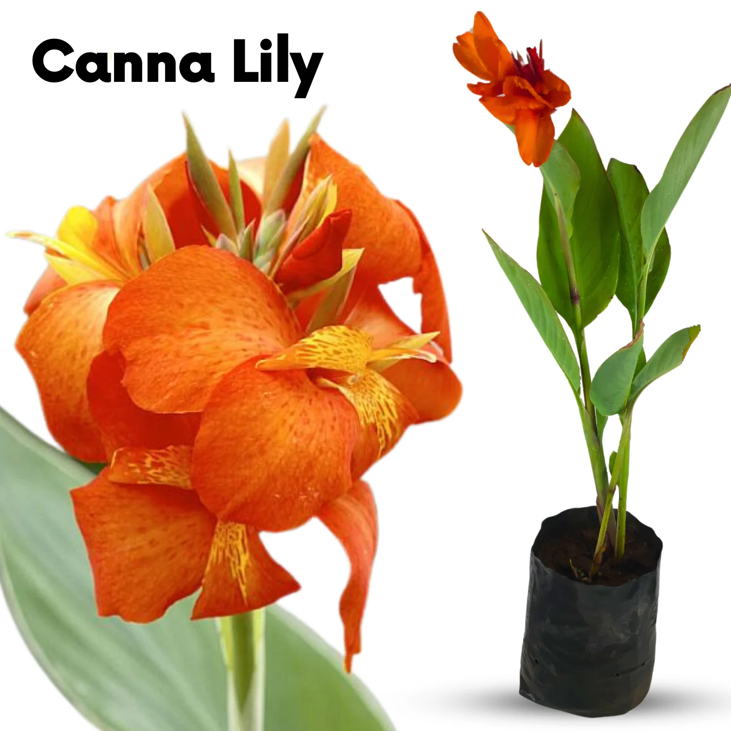 Green Paradise® Canna Lily (Orang Flowering) Healthy Live Plant - Image 3