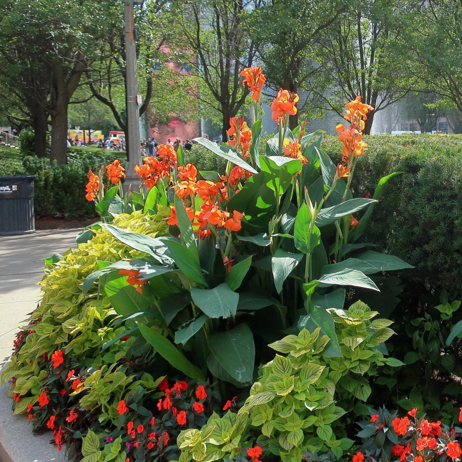 Green Paradise® Canna Lily (Orang Flowering) Healthy Live Plant - Image 4
