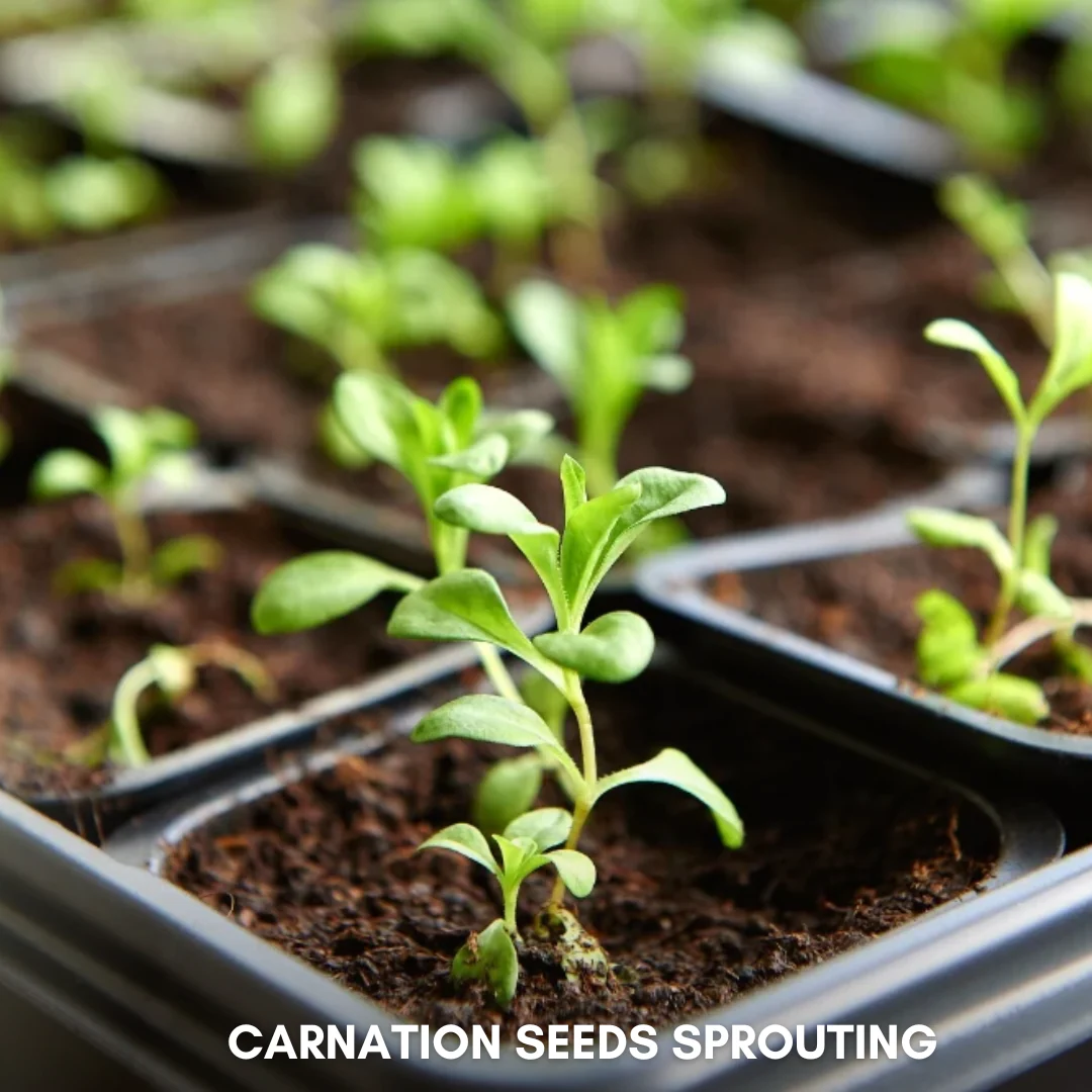 Green Paradise® Carnation Seeds Pack - Image 3
