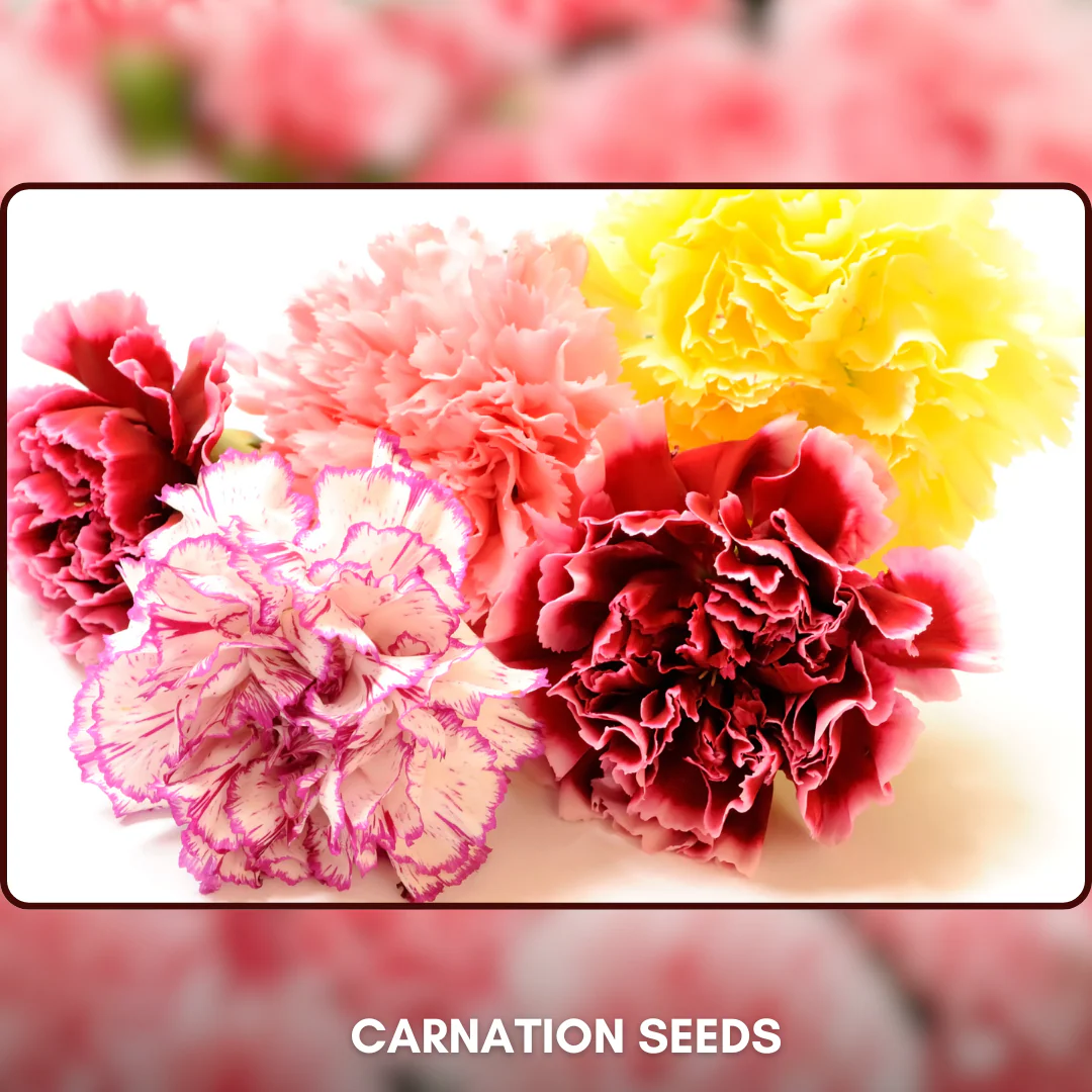 Green Paradise® Carnation Seeds Pack - Image 4