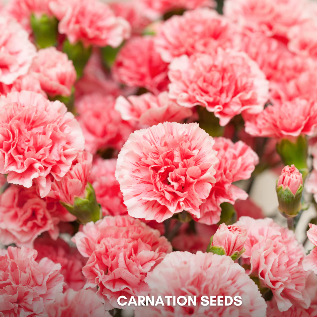 Green Paradise® Carnation Seeds Pack - Image 5