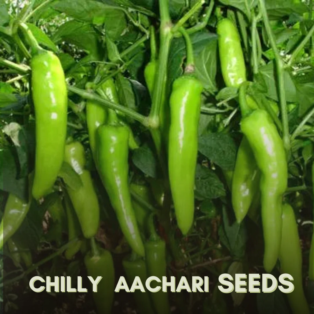Green Paradise® Chilly Achari F1 Hybrid Seeds Pack - Image 3