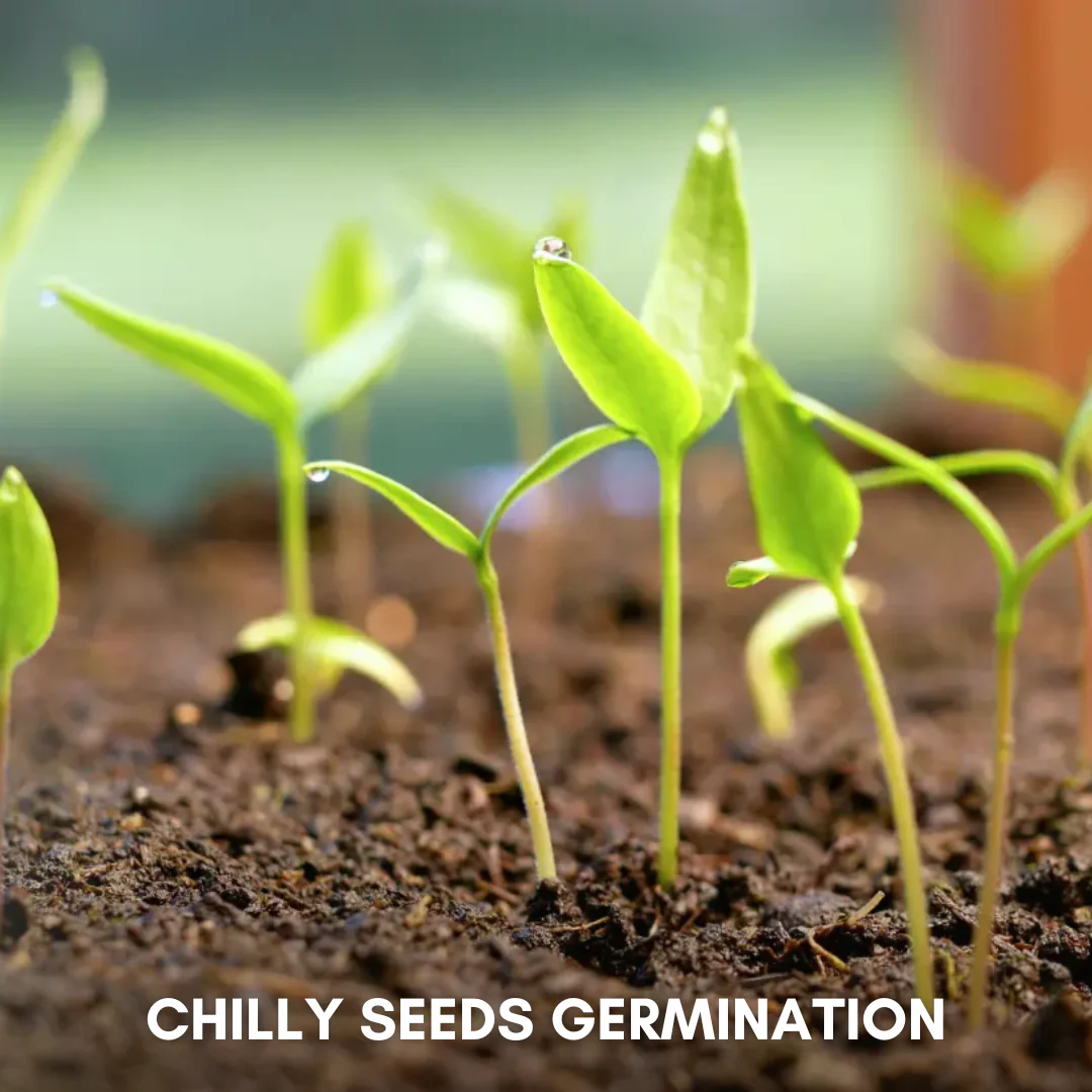 Green Paradise® Chilly F1 Hybrid Seeds Pack - Image 3