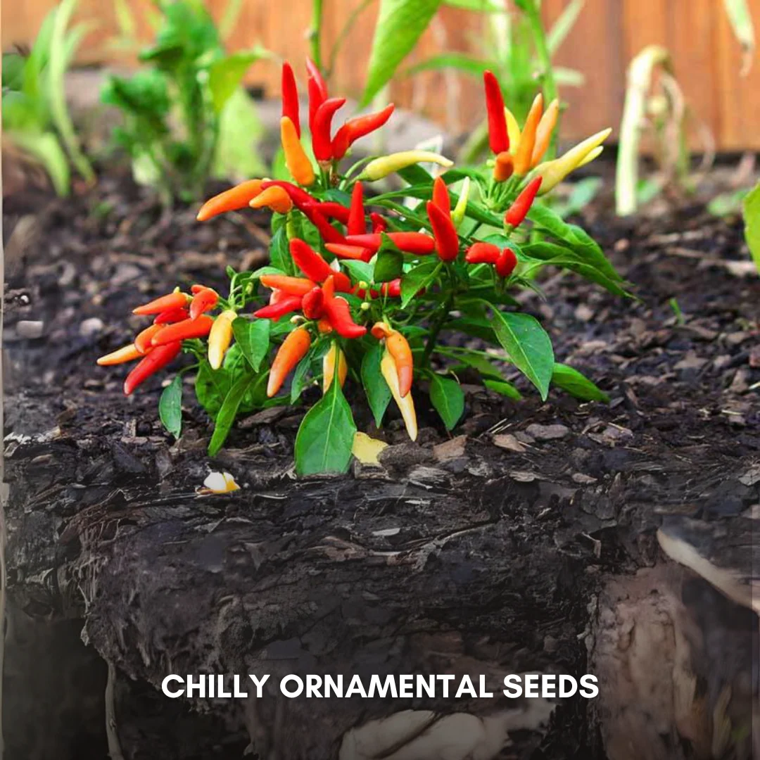 Green Paradise® Chilly Ornamental Seeds Pack - Image 3