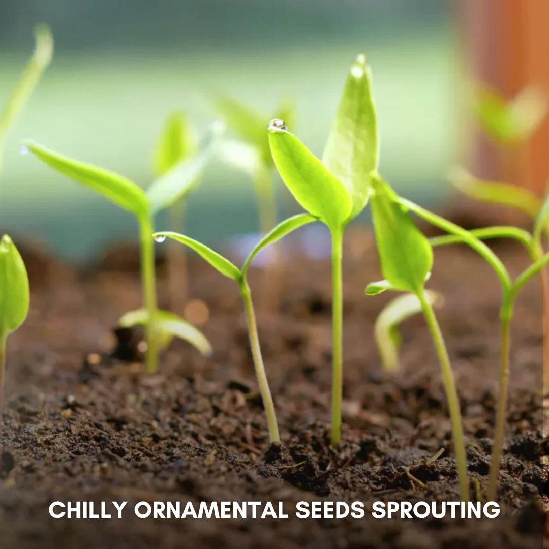 Green Paradise® Chilly Ornamental Seeds Pack - Image 4