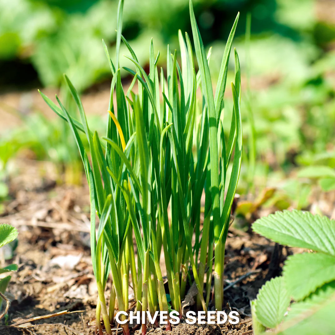 Green Paradise® Chives IMP.(Herbs) Seeds Pack - Image 3