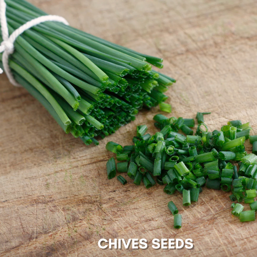 Green Paradise® Chives IMP.(Herbs) Seeds Pack - Image 4